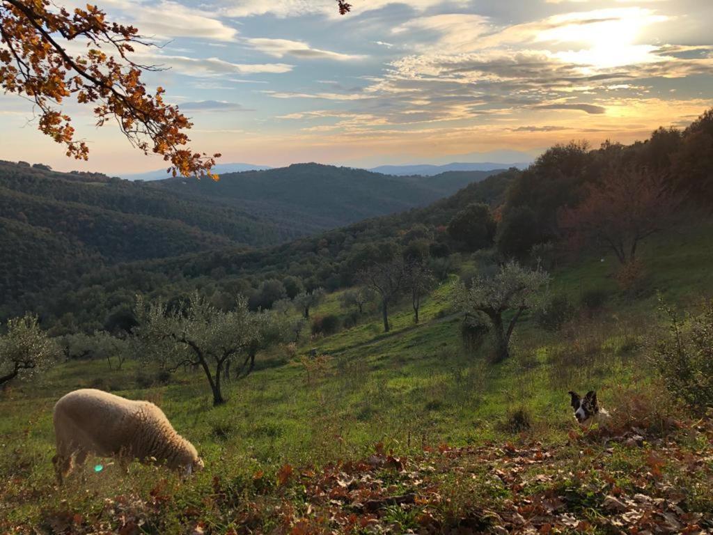 Nocini Di Maremma Villa Tatti Luaran gambar